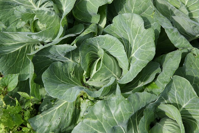 【野菜の垂直仕立て栽培】キャベツを無農薬・無施肥で作る