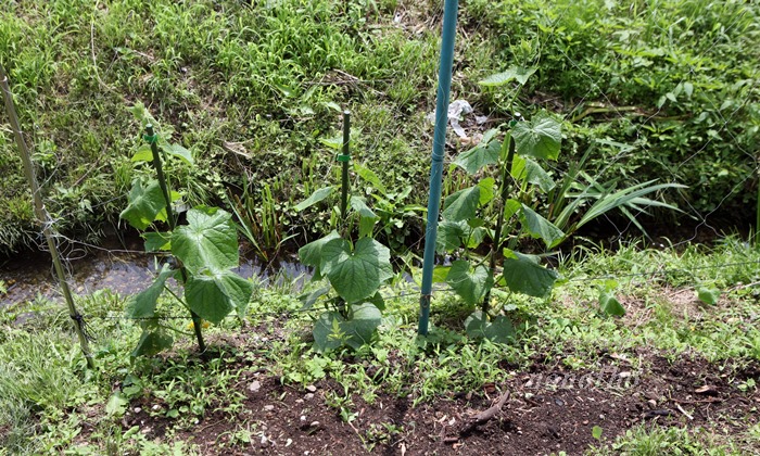 【野菜の垂直仕立て栽培】キュウリとナスも無施肥で順調に生育中