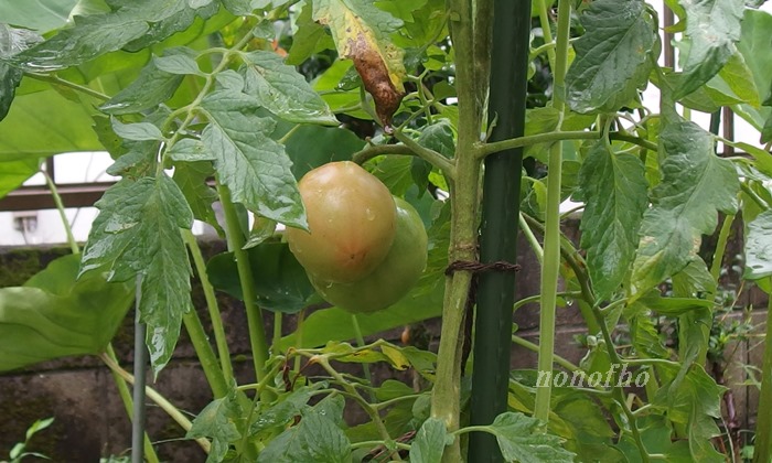 【垂直仕立て栽培の大玉トマト】初期の生育が遅れたためまだ食べられない