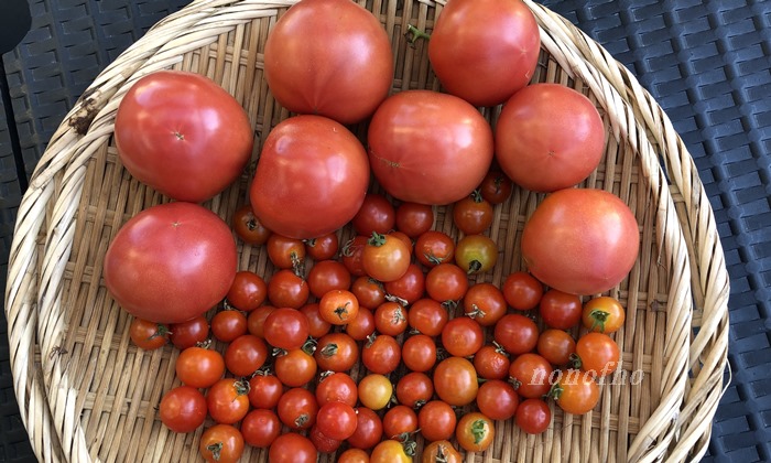 【温暖化のせいなのか】垂直仕立て栽培の大玉トマトはまだ終わらない