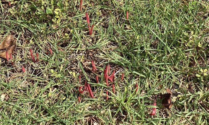 【カエンタケ？】孫を迎えに行った小学校の芝生に赤いキノコが群生
