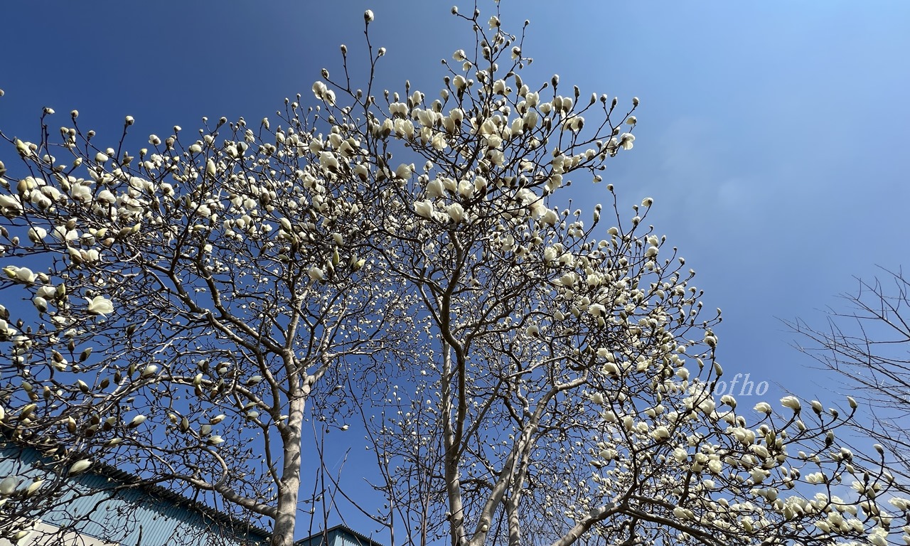 【ハクモクレン】純白の花が輝く瞬間に立ち会えた喜び。今年は春から運が良い。