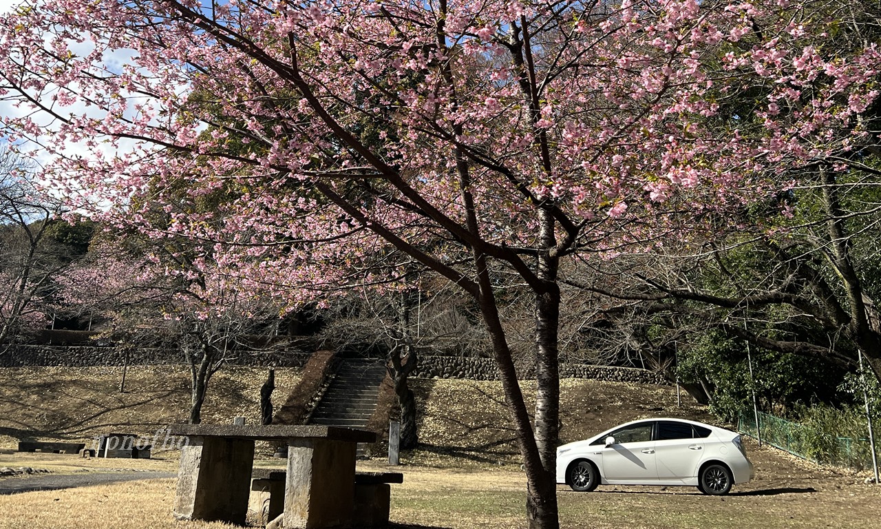 【大田原神社の河津桜】３月１４日で満開を迎えていました