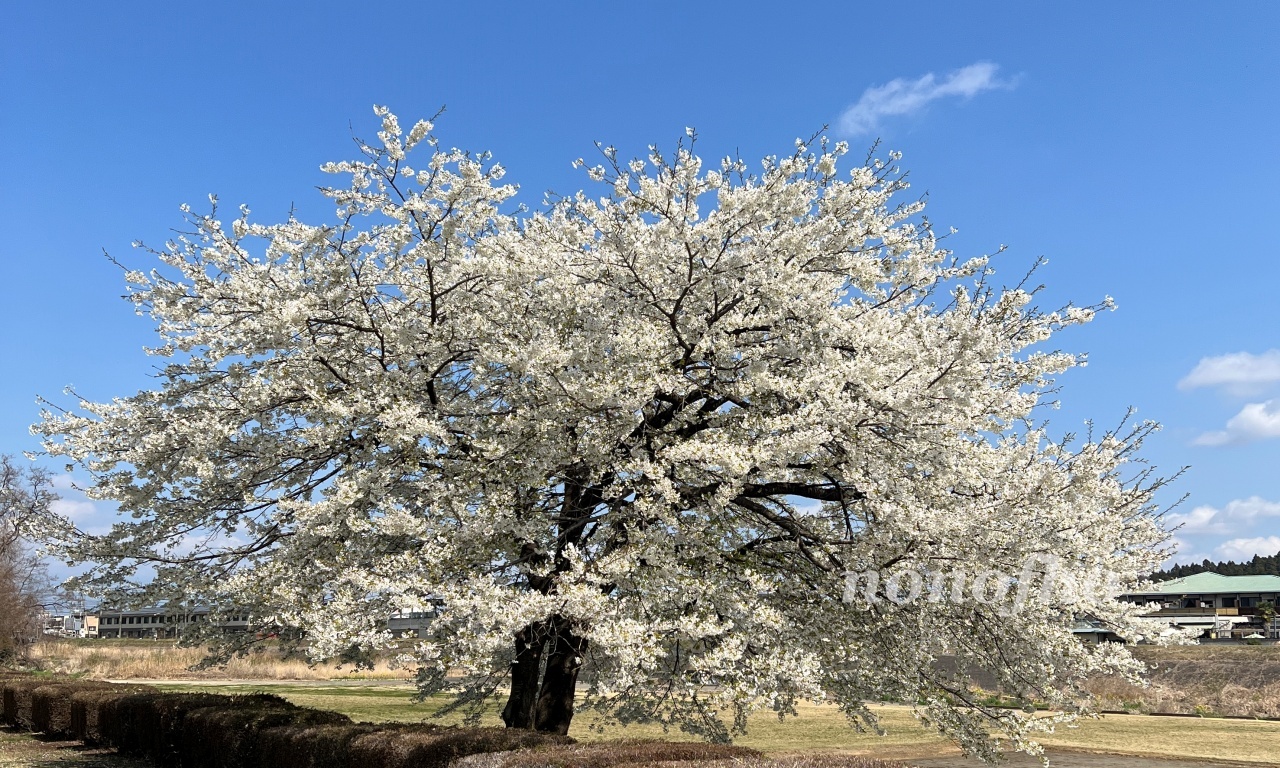 【大田原城址公園の桜】穏やかな天気の中でゆっくりと楽しめた