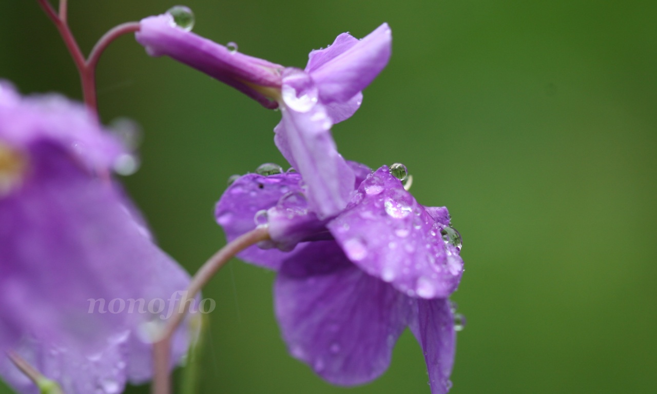 【水滴】雨の日の写真撮影は濡れるので気を使うが、庭先なら気楽に楽しめる