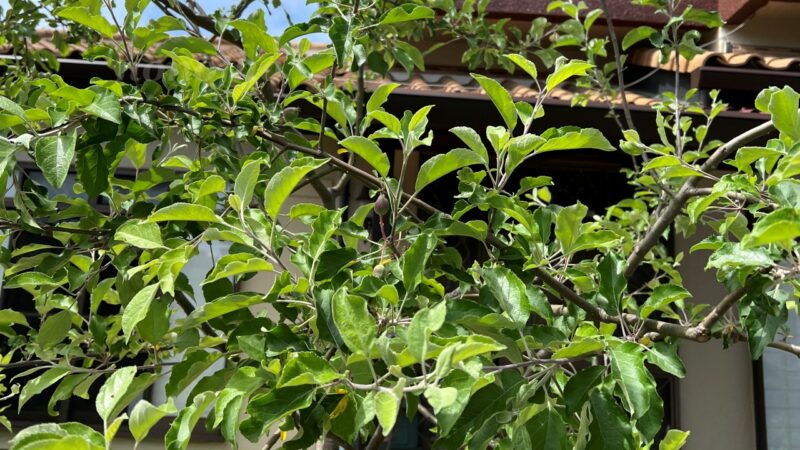 【リンゴの消毒】今年こそは何としても自家栽培のリンゴを食べたい