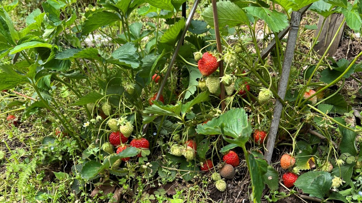 【イチゴが最盛期】やはり自然栽培で作れることが確定しました