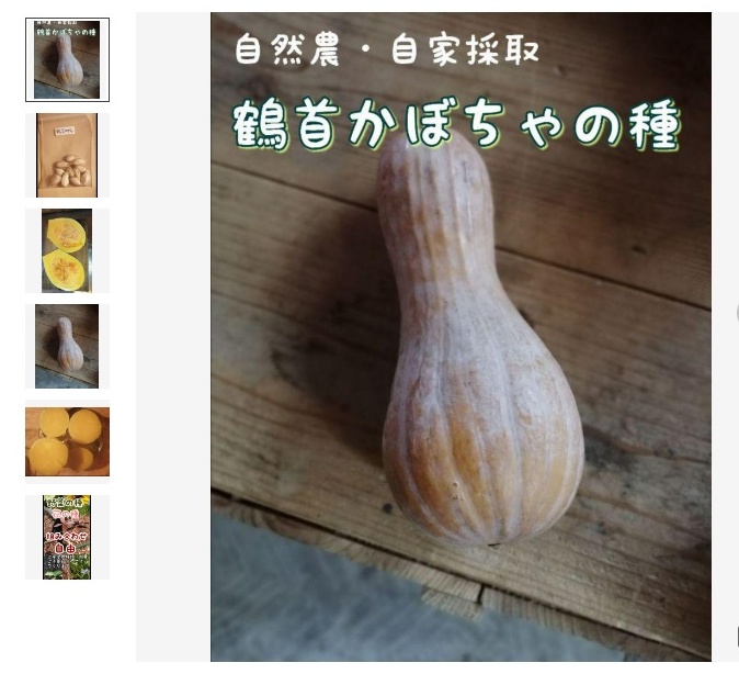 【冬至に食べる鶴首カボチャ】これから蒔く品種らしいので、試しに作ることにしました