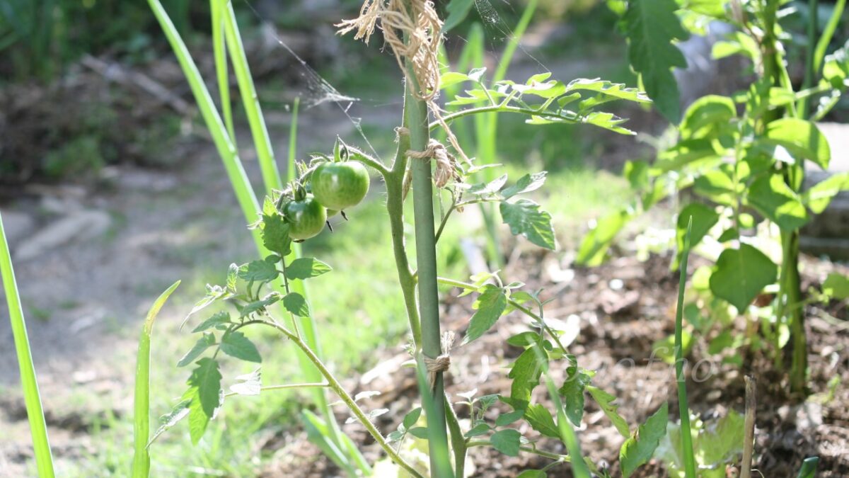 【トマトの垂直仕立て栽培】苗を仕立てるところから始めて、現在は実を着けています