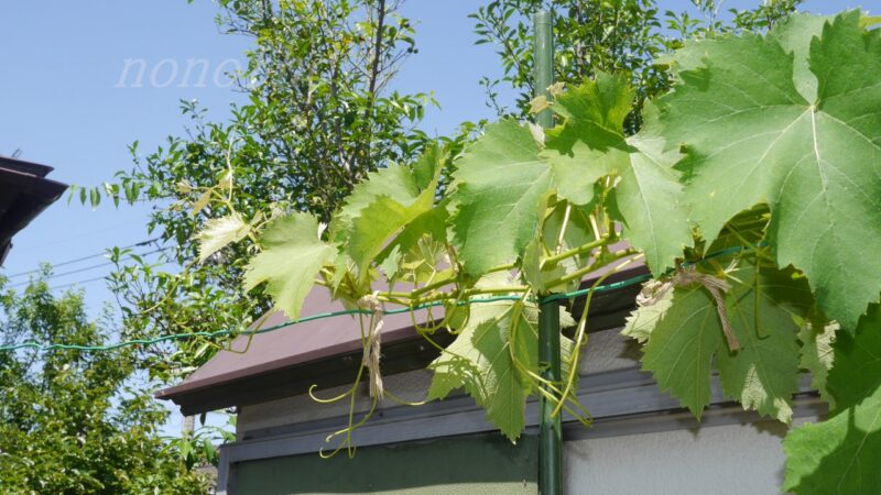 【巨峰の庭先栽培】３年目の今年は少し収穫ができそうだ