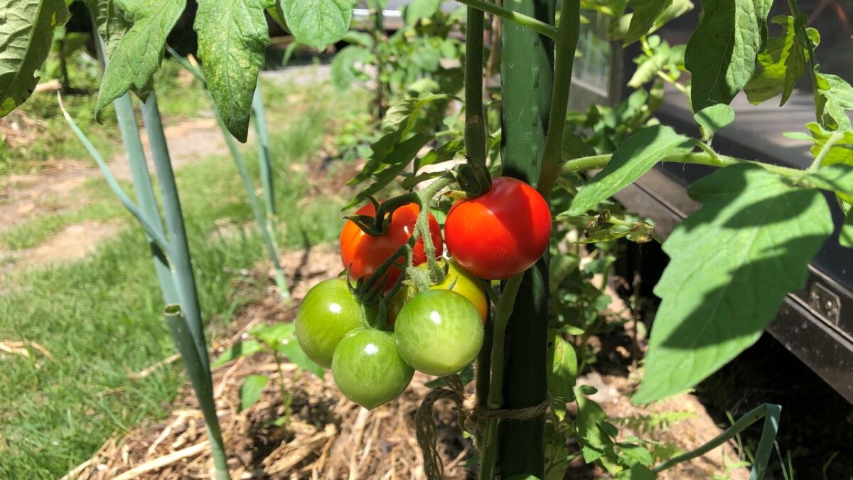 【トマト】今年は垂直誘引に慣れたのか、昨年に比べ成長も収穫も著しく早い