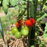 【トマト】今年は垂直誘引に慣れたのか、昨年に比べ成長も収穫も著しく早い