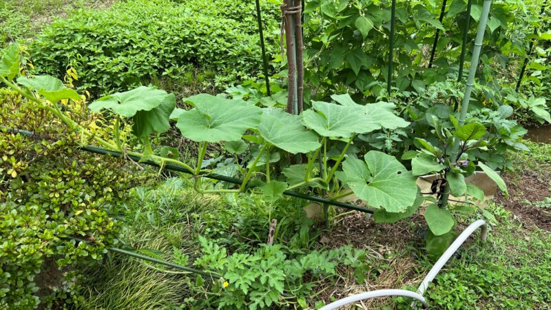 【カボチャの現況】かなり出遅れたものの、今年も何とかなりそうな気配