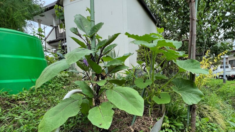 【ナスの垂直仕立て】野菜は肥料で育つのではないことを実感