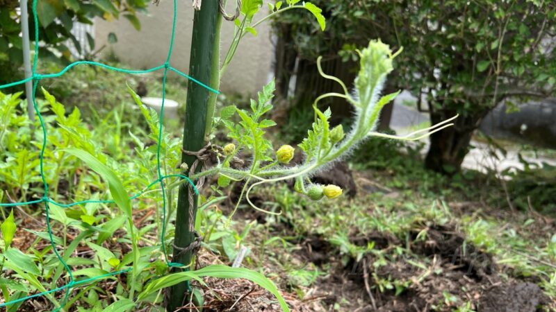 【スイカの現状】７月２２日、成長はイマイチな感じだが実が生りだしている