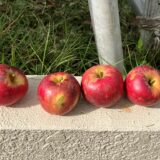 【暑さのせい？】リンゴ（紅玉）が落下し始めたので、急遽収穫