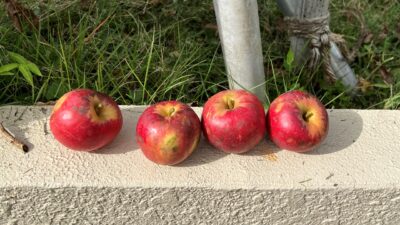 【暑さのせい？】リンゴ（紅玉）が落下し始めたので、急遽収穫