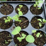 【キャベツ・白菜】ポットやトレイで苗を作るよりも、直播の方が虫の被害を少なくできる