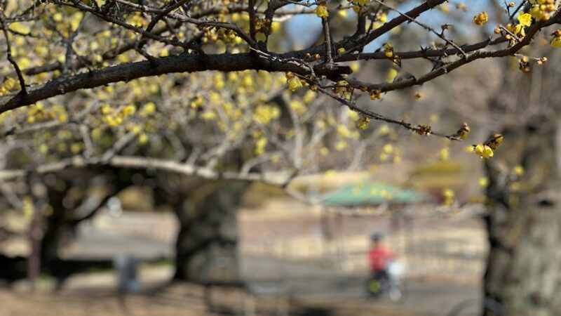 長峰公園で満開の蝋梅を見つけた
