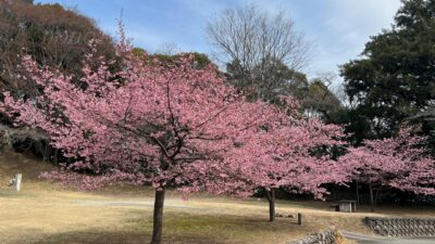 【春はまだだが】大田原神社の河津桜が咲きそろう