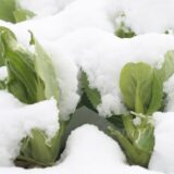 【春の雪】柔らかい雪に埋もれた野菜たちが面白い