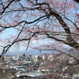 【桜の開花】遅いと感じるのは、３月が寒かったせいもあるかも知れない