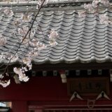 【桜】枝垂桜の散り際とソメイヨシノを満喫する