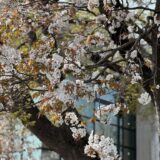 【山桜に想う】春はなかなか来ないが、人生と同じで過ぎるのは早い