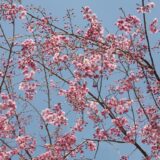 【一眼レフの出番】大田原市城山公園の桜が見ごろ