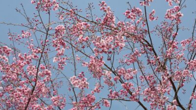 【一眼レフの出番】大田原市城山公園の桜が見ごろ