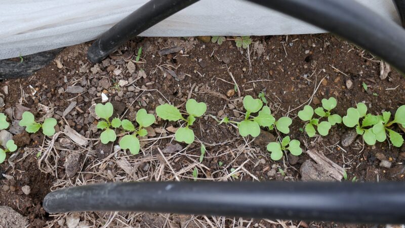 【何が違う？】野菜はなぜ虫に喰われるものと喰われないものがあるのか