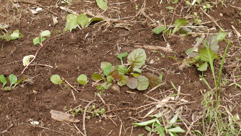 【被覆植物】アジュガで法面崩壊を防止する