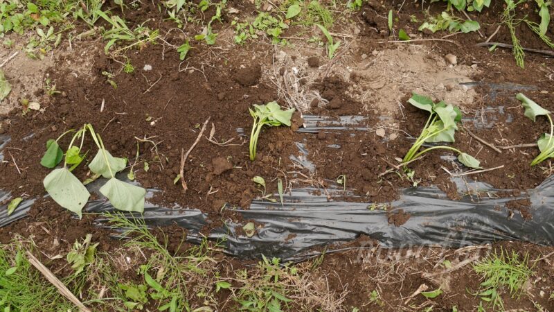 【サツマイモ】５月３０日、梅雨入り前に定植する