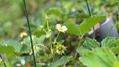 【イチゴの味】自然栽培よりも垂直仕立て栽培の方が美味しい？