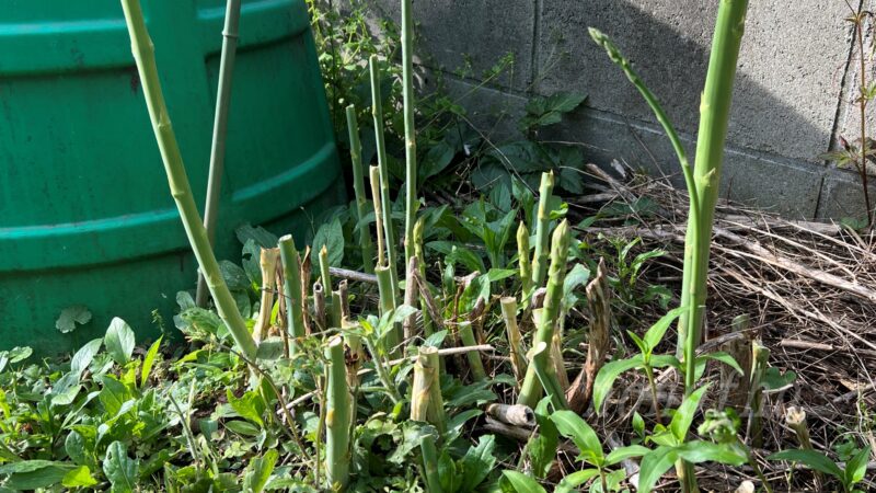 【アスパラの垂直仕立て】細い芽が出てきたので春芽の収穫は終了