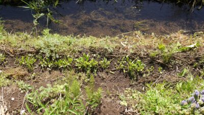 【迷惑‼】除草剤の飛沫が飛んできて、ほうれん草が一部枯れてしまった