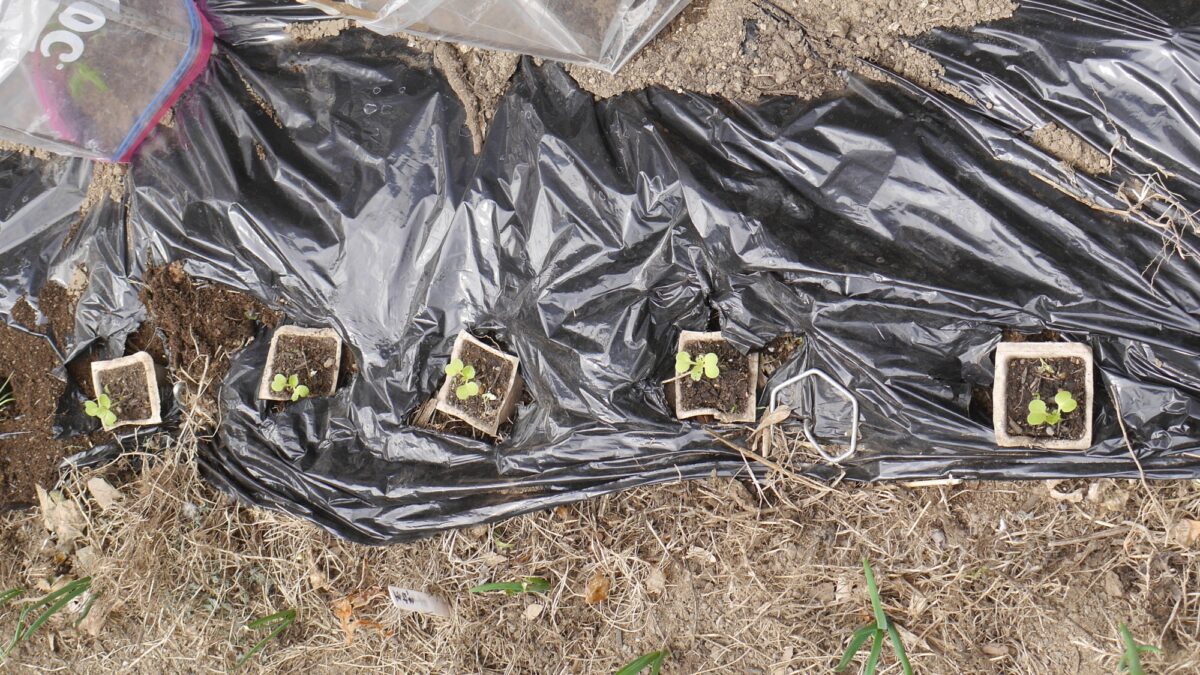 【紙製ポット】ミニ白菜とキャベツを育苗、幼苗をそのまま植えてみた