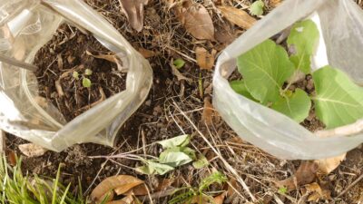 【やり直し】ナスとキャベツがそれぞれ１株づつ活着しないので、躊躇なく捕植する