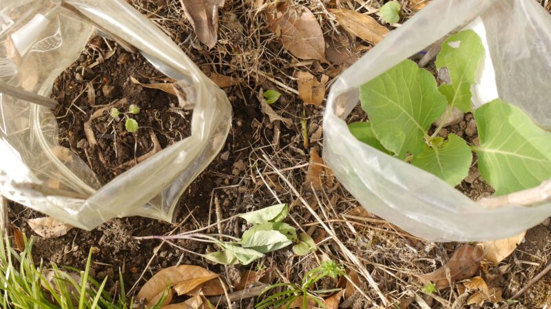 【やり直し】ナスとキャベツがそれぞれ１株づつ活着しないので、躊躇なく捕植する