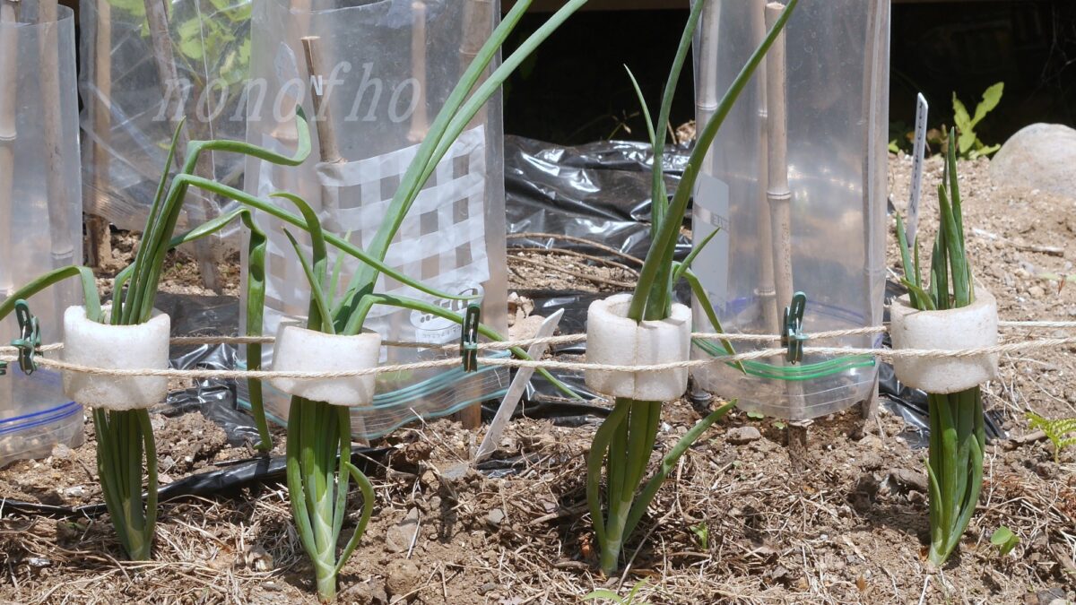 【実験】昨年収穫した小さい玉ねぎを、春まきして垂直仕立て栽培してみる