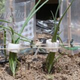 【実験】昨年収穫した小さい玉ねぎを、春まきして垂直仕立て栽培してみる