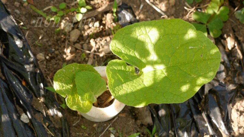 【ゴボウ】秋蒔きは失敗、春蒔きで再挑戦