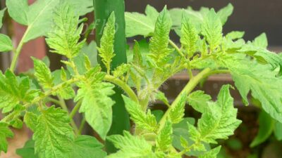 【トマト】垂直仕立て開始と、縛り方が正しくできているか再確認