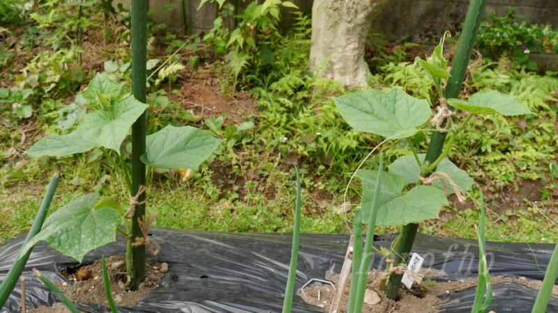 【キュウリ6.12】生育は順調だが、うどん粉病が発生