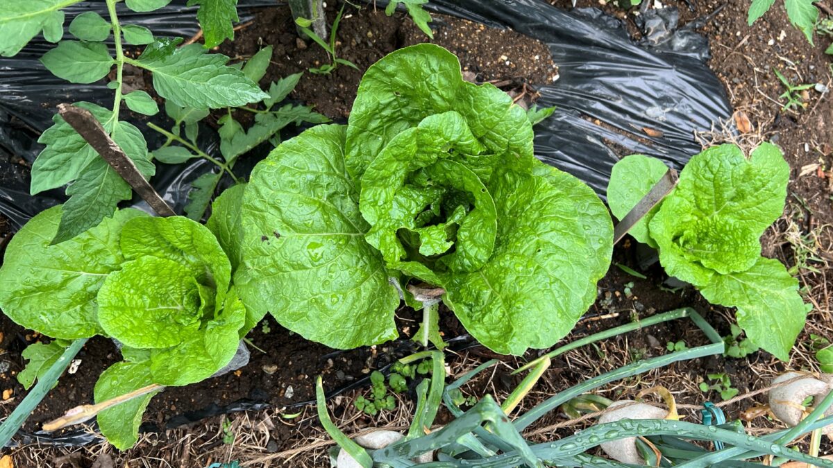 【ミニ白菜】虫の被害に遭わない方法が見えてきた