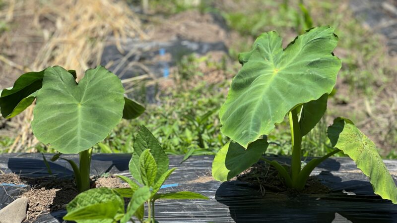 【矢板6.15】春野菜が終了、夏秋野菜の状況を確認する