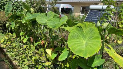 【サトイモ】親芋は使える！　小芋をよりも成績が良い可能性大