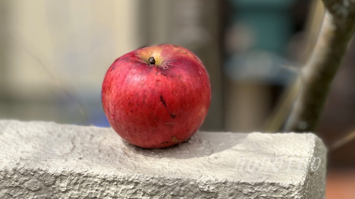 【リンゴ（紅玉）】なぜか落果　味はそれなりに美味しいが・・・