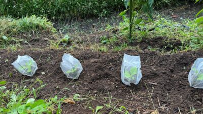 【白菜】苗が虫に喰われても何とか定植にこぎつける