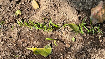 【ほうれん草】発芽しない原因を探る